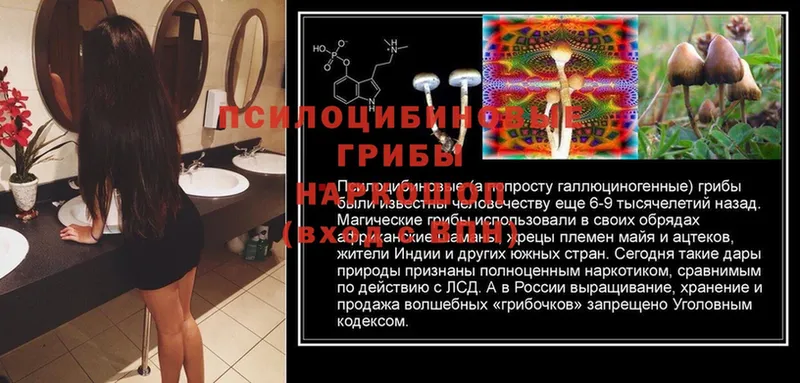 Галлюциногенные грибы MAGIC MUSHROOMS  Пошехонье 